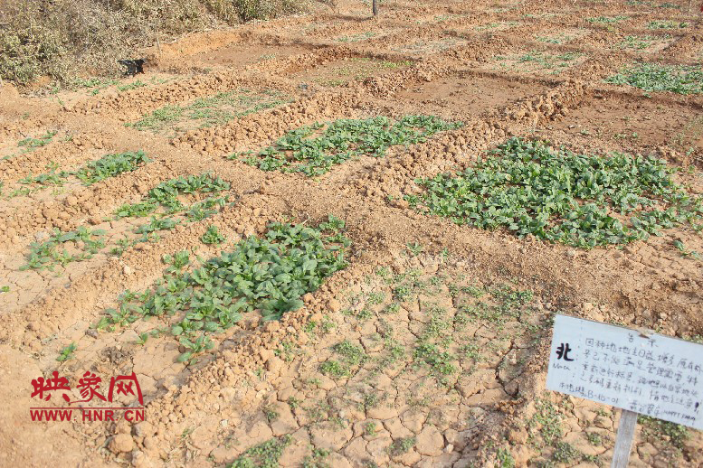 開心農(nóng)場哦，你可以再這兒包地，無毒無公害綠色產(chǎn)品