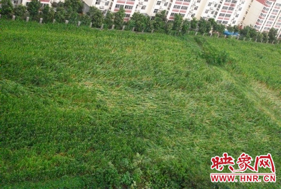 據(jù)映象網(wǎng)網(wǎng)友趙冠召反映，8月7日下午鄭州高新技術(shù)開發(fā)區(qū)突降暴雨冰雹，致使附近農(nóng)田近三分之一玉米倒伏