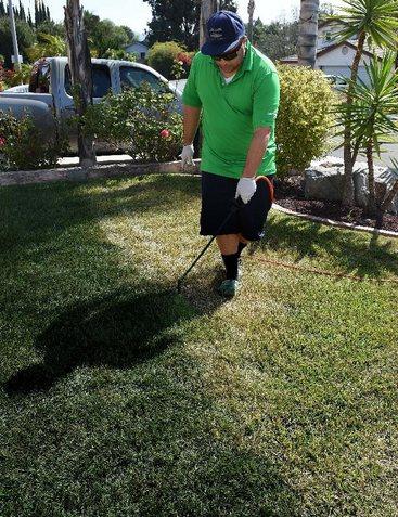 加州一市民正在為草地翻新“整容”。