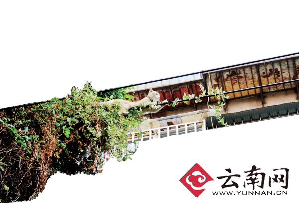 小貓下樹，但小貓就是不下來，反而爬到了一根緊貼著樹的電線上。