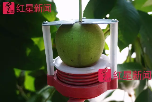 文玩核桃遇冷由幾萬一對降到5元沒人要？商戶否認(rèn)