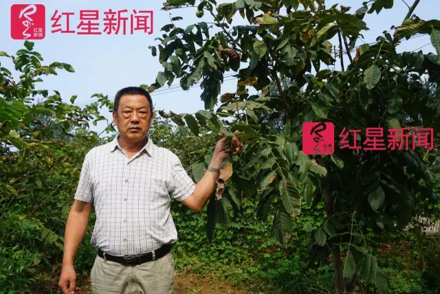 文玩核桃遇冷由幾萬一對降到5元沒人要？商戶否認(rèn)