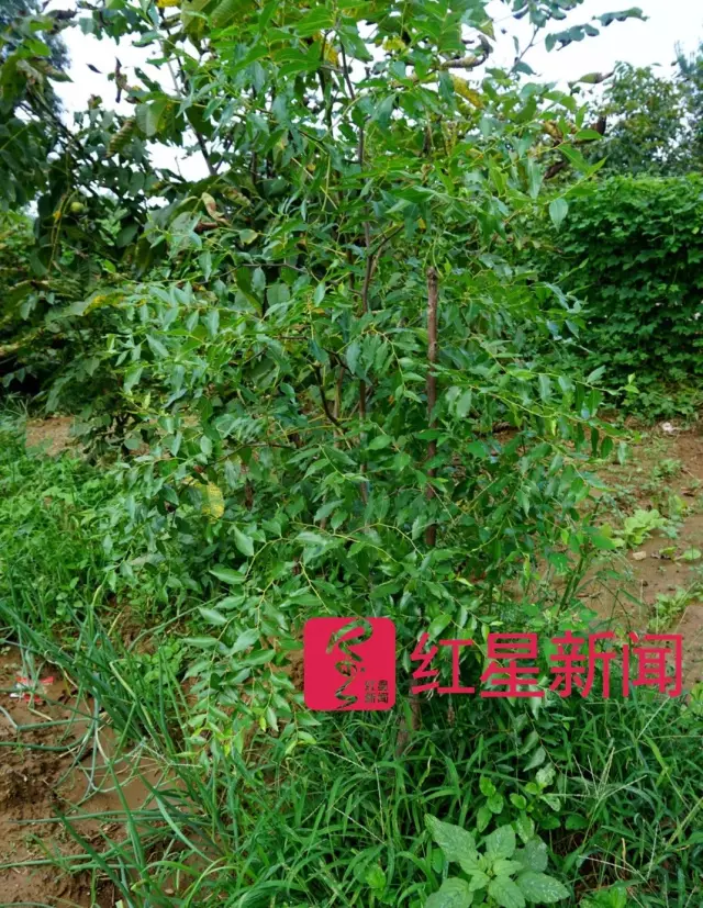 文玩核桃遇冷由幾萬一對降到5元沒人要？商戶否認(rèn)