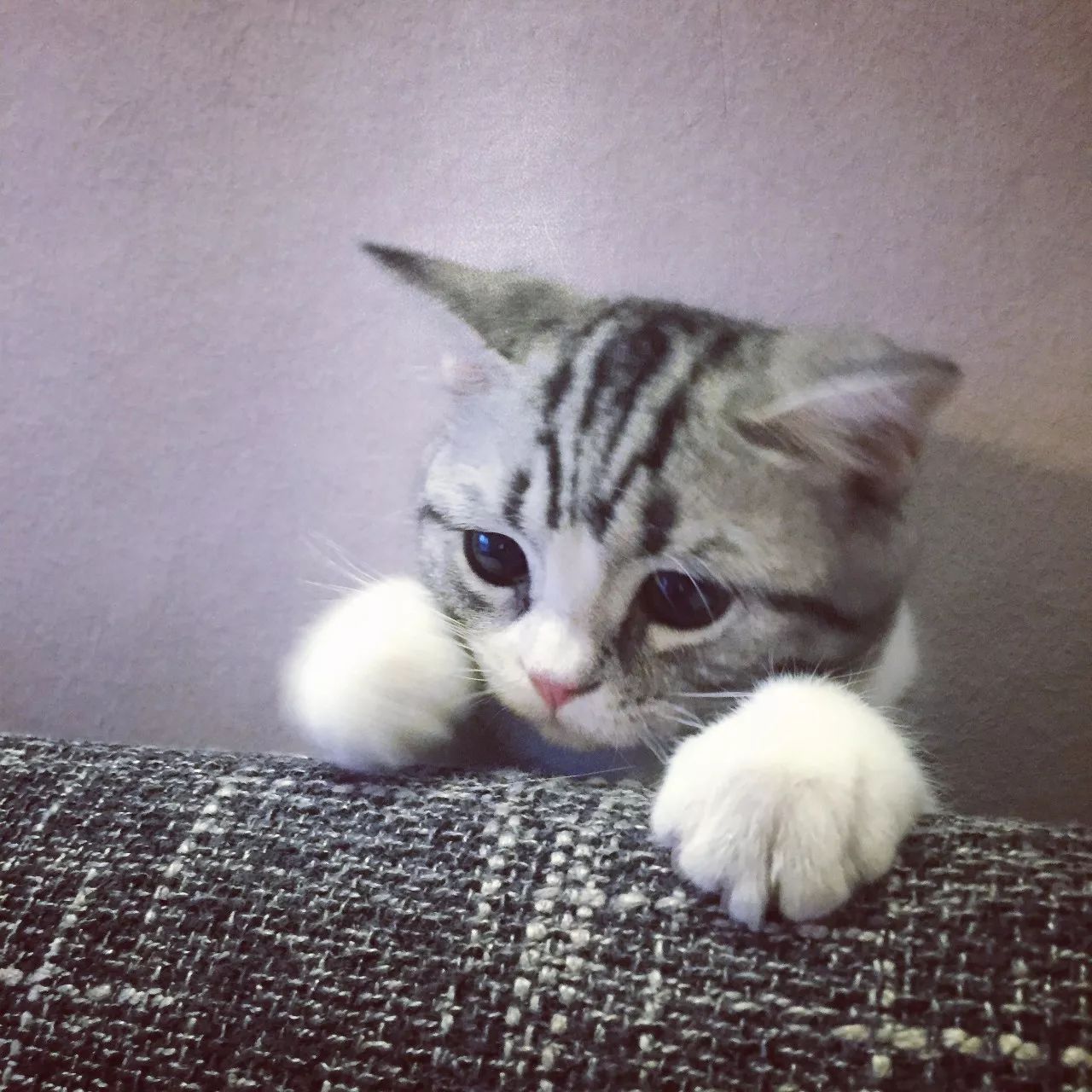 一只虛擬寵物貓叫價(jià)13億元？云養(yǎng)貓成真