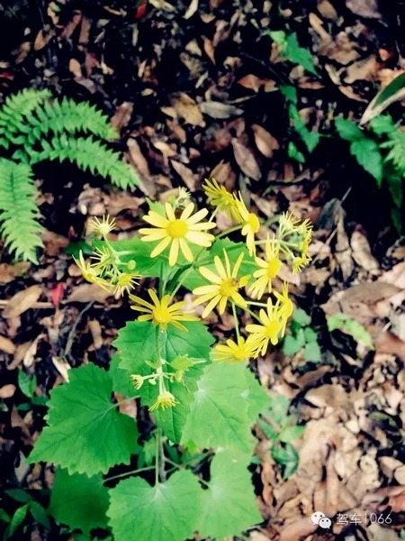 不僅有樹，還有美麗的小花花！