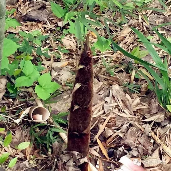 咦~這是什么？能吃嗎？