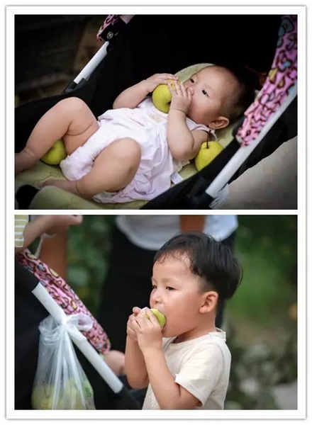 純天然無公害，新鮮采摘，直接入口！