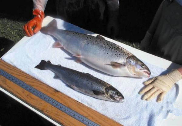 美國為何要率先吃轉基因動物？