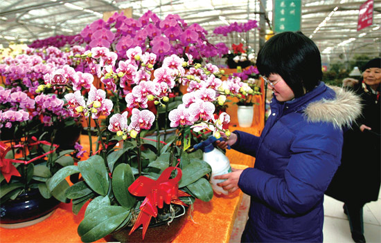 春節(jié)即將來臨，蝴蝶蘭依舊是節(jié)日花卉市場上最吸引眼球的品種，但銷量沒有去年同期好