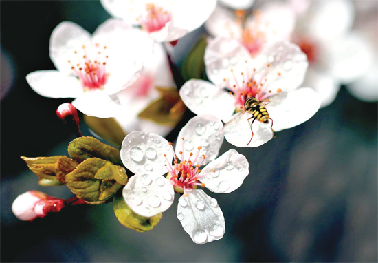 山杏報春，蜜蜂出動