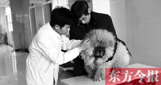 在一家大型寵物醫(yī)院里，生病的狗狗正在接受治療