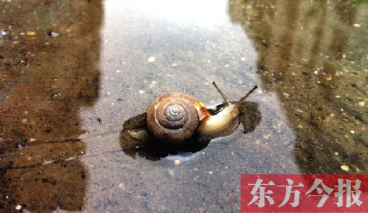 堵車俺不怕，就怕發(fā)大水，這不，一大早蹚水過街，現(xiàn)在已經(jīng)是下午了，俺還在馬路中間呢