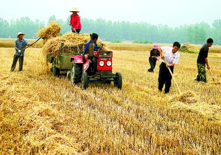 6月1日，舞鋼市礦建街道張我莊村幫扶隊(duì)員在幫村民收秸稈。
