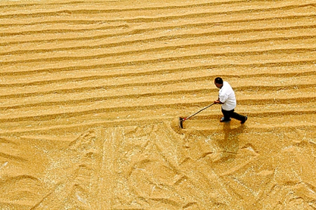 6月7日，內(nèi)黃縣城關(guān)鎮(zhèn)農(nóng)民在晾曬小麥。