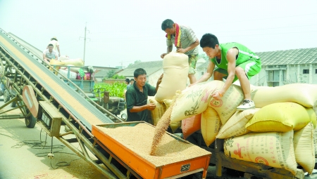 7月9日，在汝南縣古塔街道糧所收購庫點(diǎn)，古塔街道五里崗村村民正在售糧。