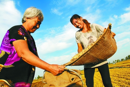 8月24日，內(nèi)黃縣城關(guān)鎮(zhèn)農(nóng)民在收獲早熟花生。