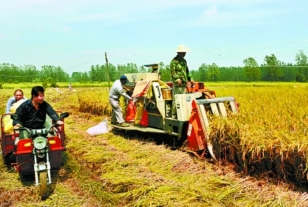 8月25日，農(nóng)機(jī)手在固始縣泉河鄉(xiāng)王樓村稻田里開始機(jī)收水稻。