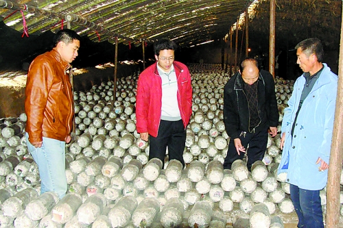 張泉鑫（左二）指導(dǎo)食用菌種植戶解決技術(shù)難題。