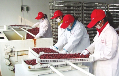 雖是寒冬，內(nèi)黃紅棗加工生產(chǎn)依然熱火朝天。