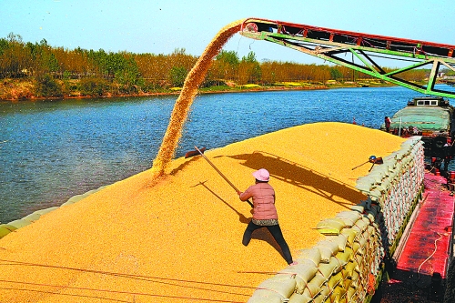 　　4月14日，中央儲備庫沈丘直屬庫正在沙潁河紙店碼頭裝船向外調(diào)運玉米。近些年，沈丘縣先后在沙潁河沿