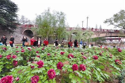 在王城公園橋北新開辟的甘棠洲牡丹觀賞區(qū)內(nèi)，霓虹煥彩、晨紅等品種牡丹盛開，給來(lái)自海內(nèi)外的賞花游客帶來(lái)驚