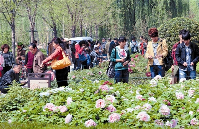  清明小長假期間，隋唐城遺址植物園內(nèi)游人如織