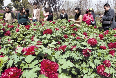 　 5日，國際牡丹園開園迎賓，連日來，慕名而來賞花踏青的游客絡(luò)繹不絕