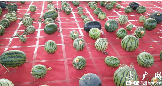 2016中國·開封——杏花營西瓜節(jié)隆重開幕