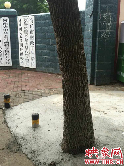 商丘“水泥封樹”已整改 4名責(zé)任人被追責(zé)