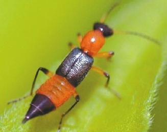 隱翅蟲。網(wǎng)絡(luò)圖片