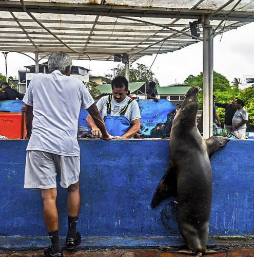 海獅變魚(yú)攤常客 排隊(duì)“購(gòu)買(mǎi)”金槍魚(yú)