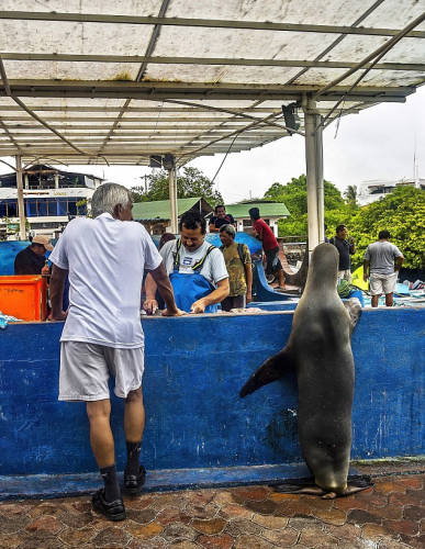 海獅變魚(yú)攤?？?排隊(duì)“購(gòu)買(mǎi)”金槍魚(yú)