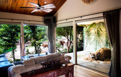 澳洲動(dòng)物園中開旅館 親密接觸野生動(dòng)物