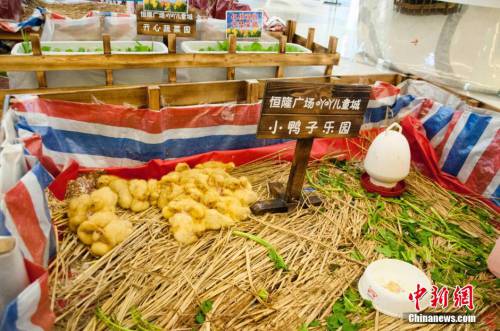 廣西多家商場在大廳圈養(yǎng)動(dòng)物招攬顧客