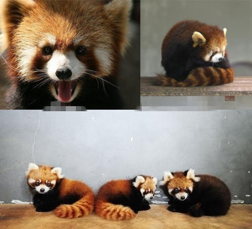 網(wǎng)友猜測(cè)三只小浣熊寓意歐弟老婆懷孕。