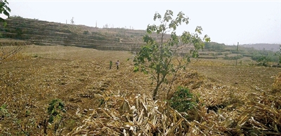 因干旱，農(nóng)田閑置尚未播種小麥