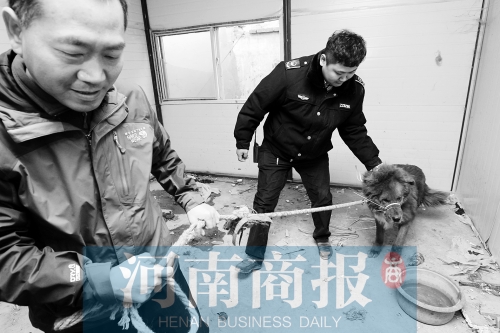 麻藥起作用后，這只藏獒被執(zhí)法人員控制