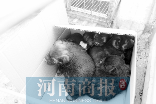 一家只能養(yǎng)一只狗，多余的被暫扣