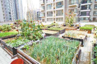  小區(qū)3層商鋪的樓頂是個大平臺，個人圍起來的“小菜園”約有50多個。