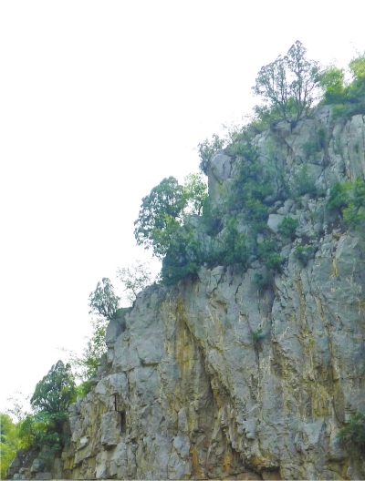 南太行山崖長的只是側(cè)柏,不是崖柏。