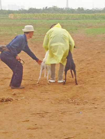 上場(chǎng)前，狗主人進(jìn)場(chǎng)撫摸自己的愛犬，給它打氣加油。