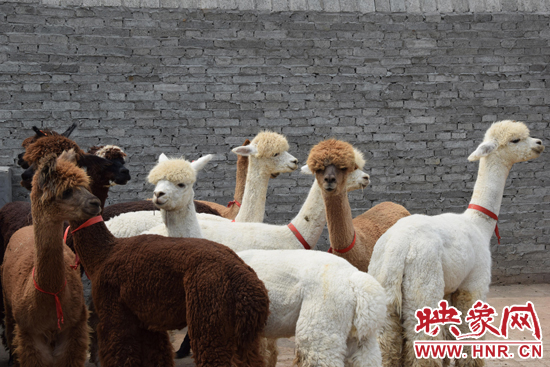 今年11月-12月,我省將再?gòu)闹抢M(jìn)210只羊駝。