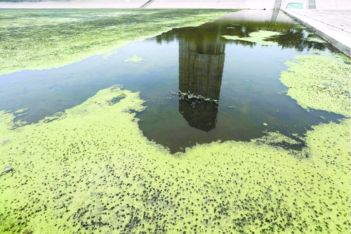 幾近干涸、臭氣熏天、長滿水草的東風渠，已不見往日容顏　 記者 侯建勛/攝