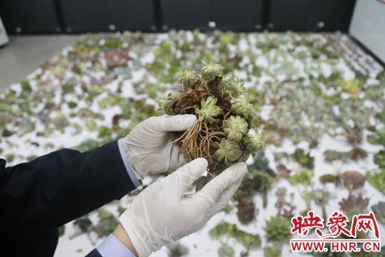 這些被截獲的多肉植物郵件面單上的品名大多申報為“禮物”、“衣服”等，屬于瞞報行為。