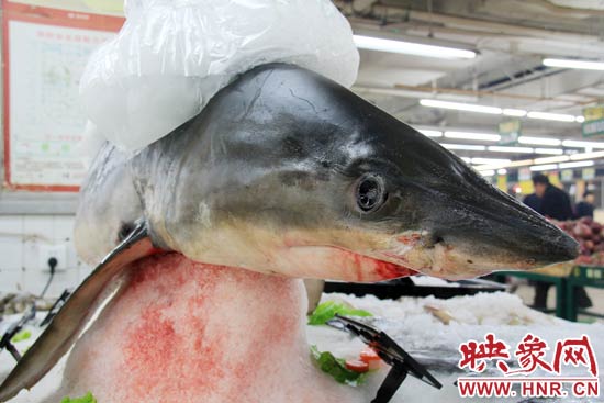 這條鯊魚長(zhǎng)約1.5米，寬約0.5米，上身被碎冰覆蓋，保存較完整。