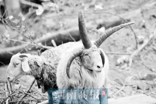 “咩……我的原主人說(shuō)，他養(yǎng)了一輩子羊，也沒(méi)見(jiàn)過(guò)我這種情況”