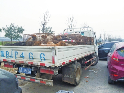 這輛運(yùn)狗的車被愛(ài)狗人士圍堵了起來(lái)
