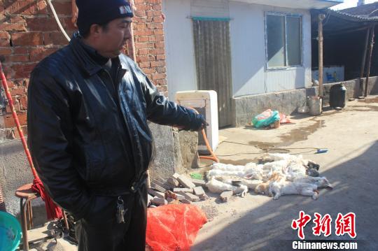 圖為家禽收購點的陳姓工作人員介紹，是這些愛狗人士的封堵讓這些兔子無辜死去?！●R義恒　攝