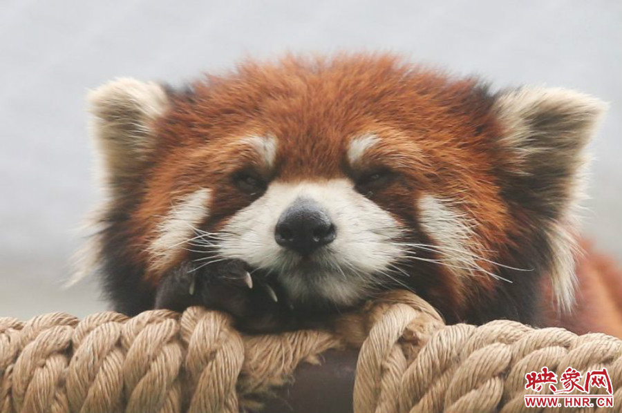 小熊貓?jiān)谑澜绺鲃?dòng)物園中是相當(dāng)受歡迎的動(dòng)物。