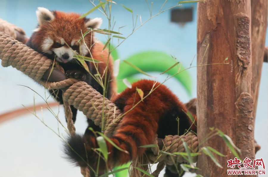 憨態(tài)可掬的小熊貓備受小朋友們的喜愛(ài)。